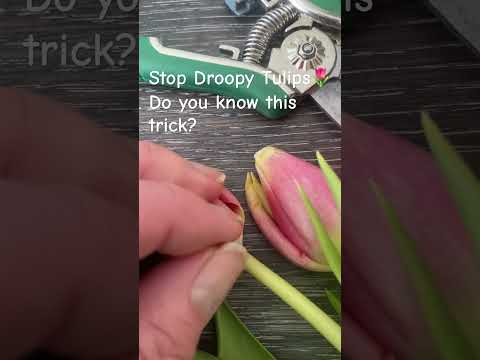 Roses Care Guidelines Roses Care Guidelines